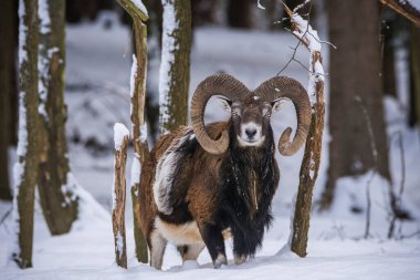Çek Cumhuriyeti 'nin karlı topraklarında Mouflon.
