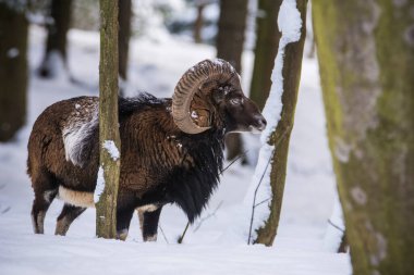 Çek Cumhuriyeti 'nin karlı topraklarında Mouflon.