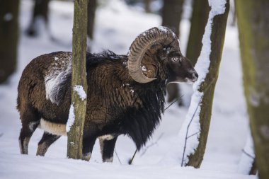 Çek Cumhuriyeti 'nin karlı topraklarında Mouflon.
