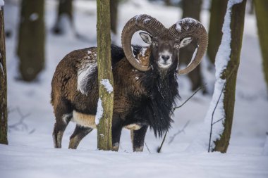 Çek Cumhuriyeti 'nin karlı topraklarında Mouflon.