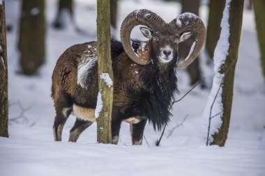 Çek Cumhuriyeti 'nin karlı topraklarında Mouflon.