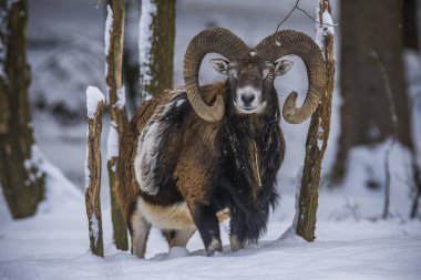 Çek Cumhuriyeti 'nin karlı topraklarında Mouflon.