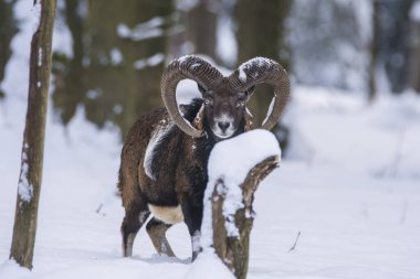 Çek Cumhuriyeti 'nin karlı topraklarında Mouflon.