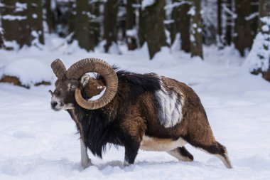 Çek Cumhuriyeti 'nin karlı topraklarında Mouflon.