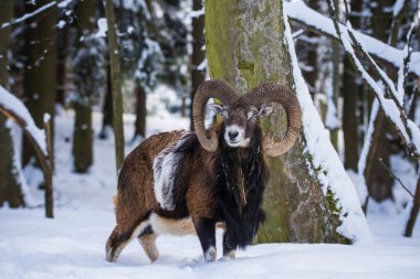 Çek Cumhuriyeti 'nin karlı topraklarında Mouflon.