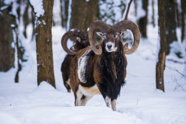 Çek Cumhuriyeti 'nin karlı topraklarında Mouflon.