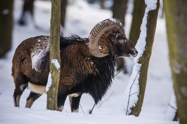 Çek Cumhuriyeti 'nin karlı topraklarında Mouflon.