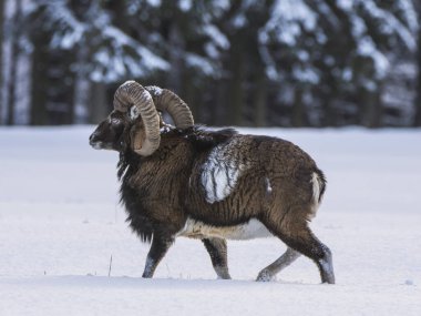 Mouflon, Ovis orientalis musimon, karlı arazide