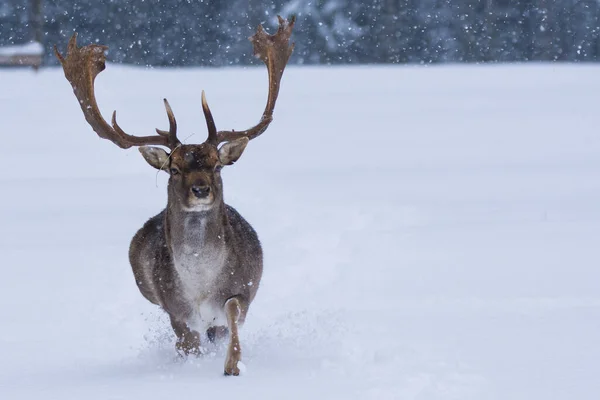 Fallow deer in winter landscape.