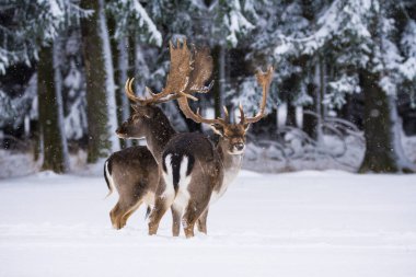 Kış manzarasında Fallow geyiği.