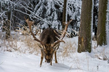 Kış manzarasında Fallow geyiği.