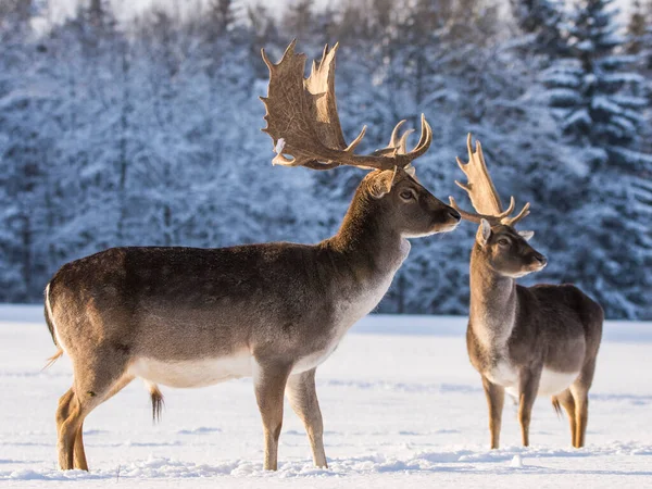 Fallow deer in winter landscape.