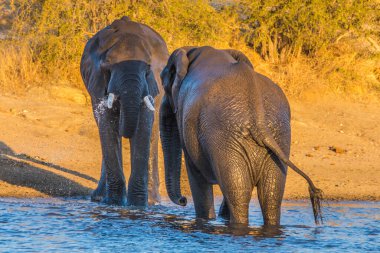Afrika fil boğaları, Loxodonta africana, Güney Afrika Kruger Ulusal Parkı 'nda suda.