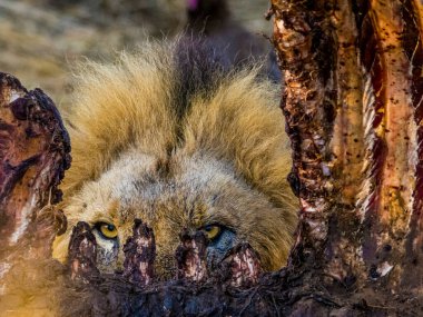 Üç erkek aslan (panthera leo) Güney Afrika 'da savanada zürafa leşi yiyorlar.