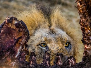 Üç erkek aslan (panthera leo) Güney Afrika 'da savanada zürafa leşi yiyorlar.