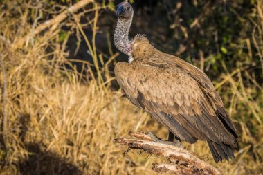 Afrika Burnu Akbabası (Gyps coprotheres) Kruger Ulusal Parkı, Güney Afrika