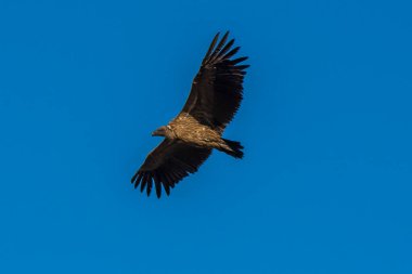 Afrika Burnu Akbabası (Gyps coprotheres) Kruger Ulusal Parkı, Güney Afrika