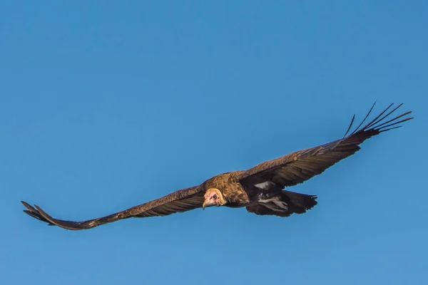 Sup Africký Gyps Coprotheres Národním Parku Kruger Jihoafrická Republika — Stock fotografie