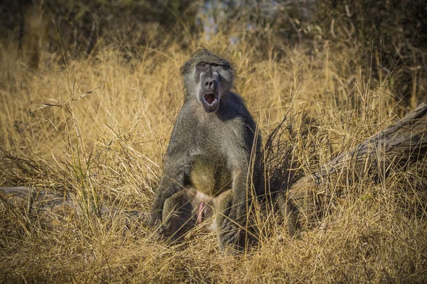 Grand Babouin Mâle Assis Sur Une Route Dans Parc National — Photo