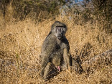Kruger Ulusal Parkı 'ndaki bir yolda oturan büyük erkek babun.