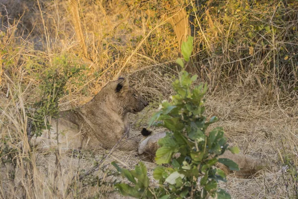 Leones Alimentándose Una Jirafa Fresca Parque Nacional Kruger Sudáfrica — Foto de Stock