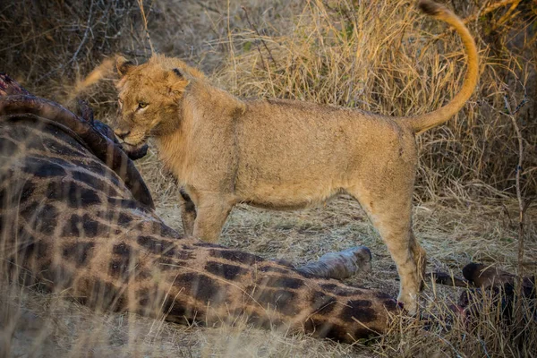 Lejon Som Livnär Sig Färsk Giraff Kruger National Park Sydafrika — Stockfoto