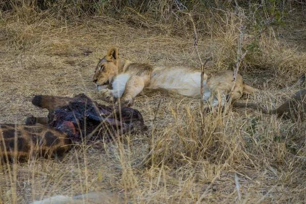 Leones Alimentándose Una Jirafa Fresca Parque Nacional Kruger Sudáfrica — Foto de Stock