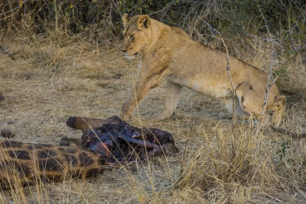 Leeuwen Voeden Zich Met Een Verse Kill Giraffe Kruger National — Stockfoto