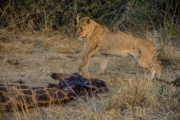 Leões Que Alimentam Uma Girafa Assassina Fresca Parque Nacional Kruger — Fotografia de Stock