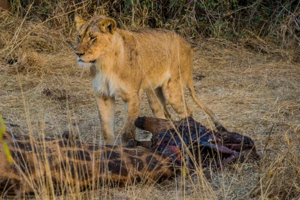 Löwen Die Sich Von Einer Frischen Kill Giraffe Ernähren Kruger — Stockfoto