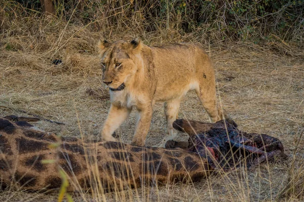 Leões Que Alimentam Uma Girafa Assassina Fresca Parque Nacional Kruger — Fotografia de Stock