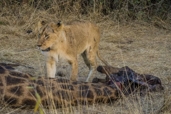 Lejon Som Livnär Sig Färsk Giraff Kruger National Park Sydafrika — Stockfoto