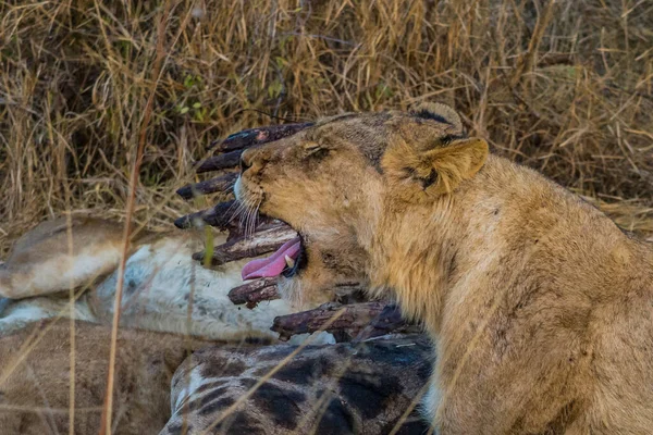 Lions Nourrissant Une Girafe Fraîche Parc National Kruger Afrique Sud — Photo