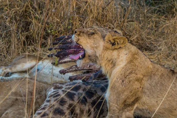 Lvi Živící Čerstvou Žirafou Kruger National Park Jihoafrická Republika — Stock fotografie