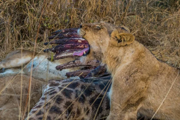 Leones Alimentándose Una Jirafa Fresca Parque Nacional Kruger Sudáfrica —  Fotos de Stock