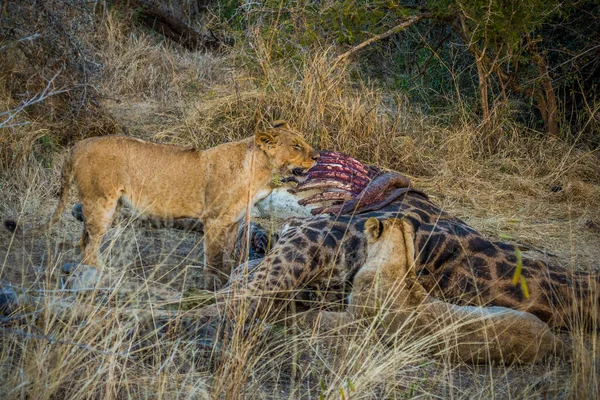 Leones Alimentándose Una Jirafa Fresca Parque Nacional Kruger Sudáfrica — Foto de Stock
