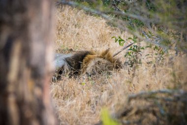 Aslanlar taze bir ölüm zürafasıyla besleniyor, Kruger Ulusal Parkı, Güney Afrika