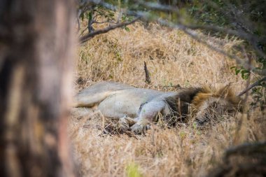 Aslanlar taze bir ölüm zürafasıyla besleniyor, Kruger Ulusal Parkı, Güney Afrika