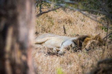 Aslanlar taze bir ölüm zürafasıyla besleniyor, Kruger Ulusal Parkı, Güney Afrika