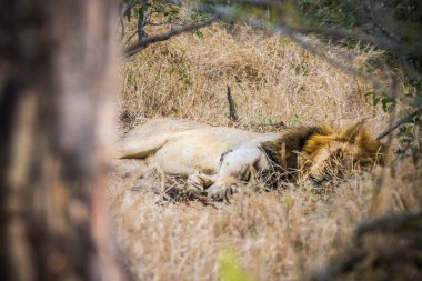 Aslanlar taze bir ölüm zürafasıyla besleniyor, Kruger Ulusal Parkı, Güney Afrika