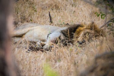 Aslanlar taze bir ölüm zürafasıyla besleniyor, Kruger Ulusal Parkı, Güney Afrika