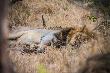 Aslanlar taze bir ölüm zürafasıyla besleniyor, Kruger Ulusal Parkı, Güney Afrika