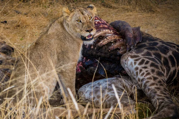 Lejon Som Livnär Sig Färsk Giraff Kruger National Park Sydafrika — Stockfoto