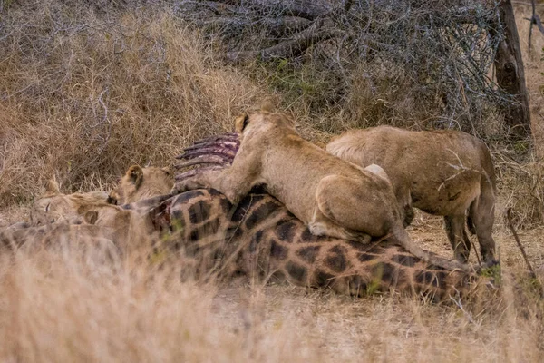 Λιοντάρια Τρέφονται Φρέσκια Καμηλοπάρδαλη Εθνικό Πάρκο Κρούγκερ Νότια Αφρική — Φωτογραφία Αρχείου
