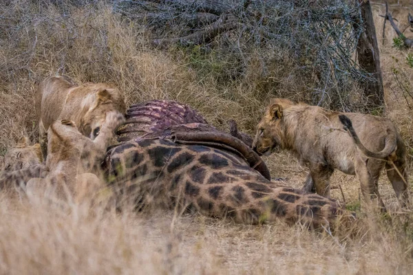 Leones Alimentándose Una Jirafa Fresca Parque Nacional Kruger Sudáfrica — Foto de Stock