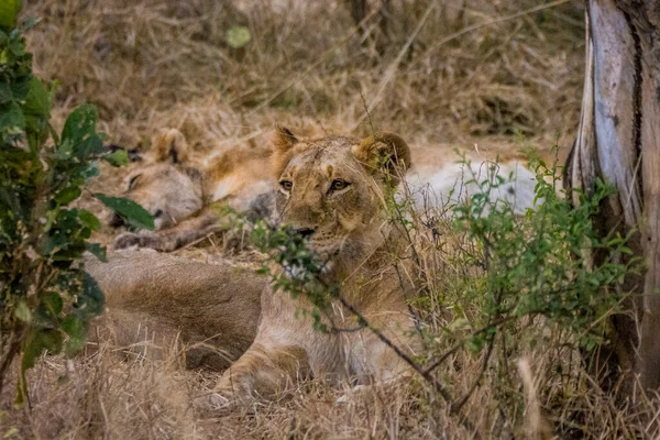 Leones Alimentándose Una Jirafa Fresca Parque Nacional Kruger Sudáfrica — Foto de Stock