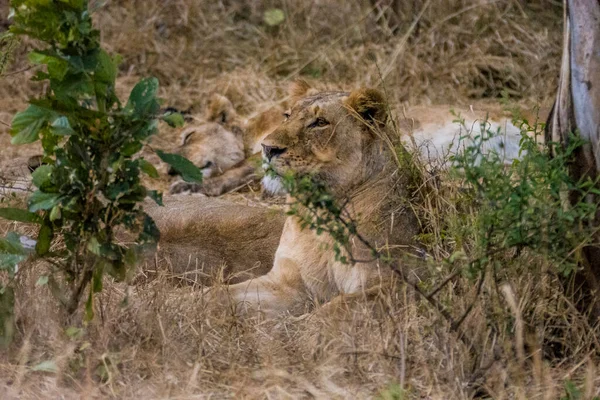 Aslanlar Taze Bir Ölüm Zürafasıyla Besleniyor Kruger Ulusal Parkı Güney — Stok fotoğraf