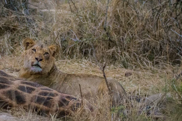 Leões Que Alimentam Uma Girafa Assassina Fresca Parque Nacional Kruger — Fotografia de Stock