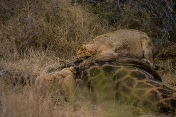 Aslanlar Taze Bir Ölüm Zürafasıyla Besleniyor Kruger Ulusal Parkı Güney — Stok fotoğraf