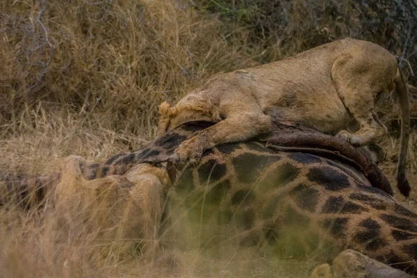 Lvi Živící Čerstvou Žirafou Kruger National Park Jihoafrická Republika — Stock fotografie